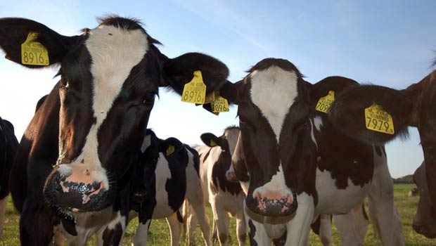 Laser marked ear tags on cattle