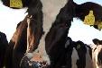 Laser Marking Livestock